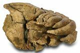 Fossil Woolly Mammoth Lower M Molar - Poland #372345-5